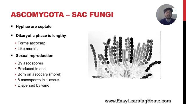 11 Biology - Chapter 08 - Lecture 07 - Sac Fungi - Ascomycota смотреть онлайн