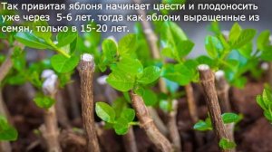 17. Вегетативное размножение растений и его использование человеком. Биология 6 класс - Пономарева