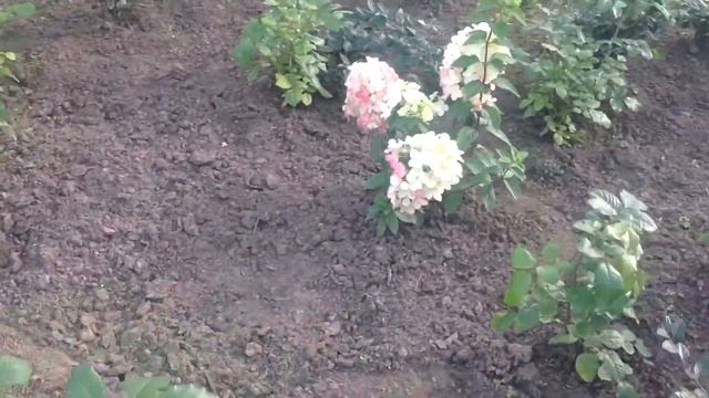 Царицыно недавно высаженные гортензии Даймонд Руж смотреть онлайн