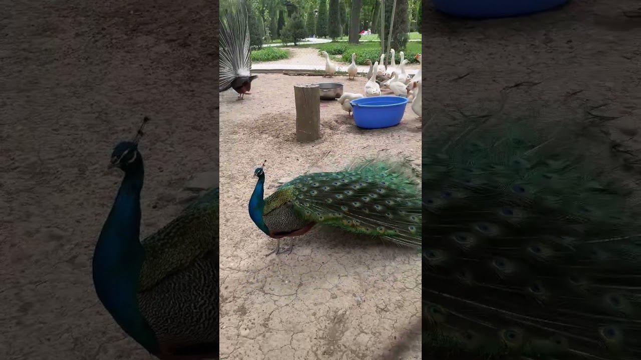 Впервые увидела павлина смотреть онлайн