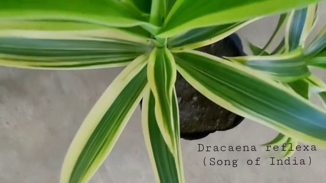 Know the difference between Dracaena sanderiana and Dracaena reflexa through their leaves смотреть онлайн