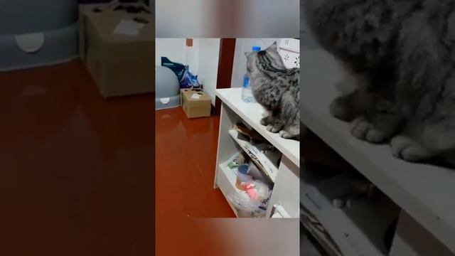 БОЕВЫЕ КОТЫ - ПОДБОРКА САМЫХ ДЕРЗКИХ, НАГЛЫХ И БЕССТРАШНЫХ КОШАКОВ! смотреть онлайн