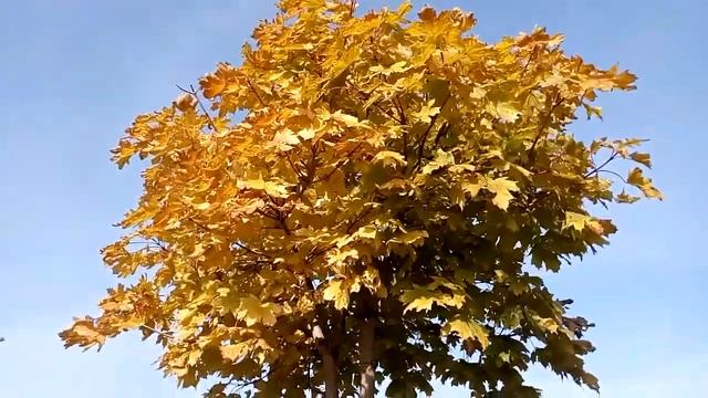 Красивая желтая осенняя окраска листьев клена Beautiful yellow autumn color of maple leaves 枫叶美丽的黄色 смотреть онлайн