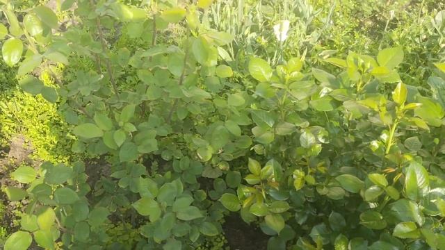 Древовидный пион.Цветение. смотреть онлайн