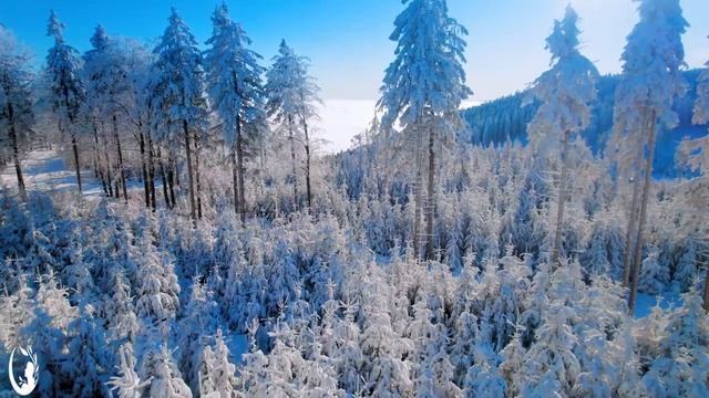 Отличное существо (4K Ultra HD) - Вдохновляющая музыка — саундтрек к жизни диких животных. смотреть онлайн