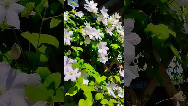 Клематис 16.05.23г. #ютуб #всёсупер #весна #отдых #природа смотреть онлайн