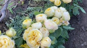 Розы Минерва/ Каталина / Кимоно - цветут раньше всех