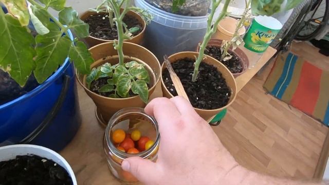 Летнее видео СОБРАЛ УРОЖАЙ ТОМАТОВ ЧЕРИ // СДЕЛАЛ ТОМАТЫ В ЗАЛИВКЕ смотреть онлайн