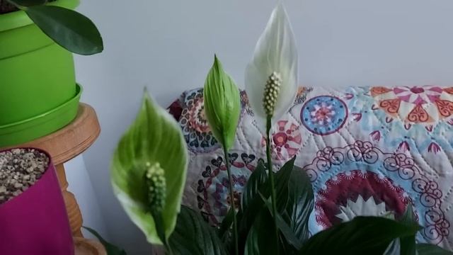 Рубрика "Вредные цветочные советы" или почему зеленеют цветы у спатифиллума смотреть онлайн