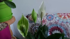 Рубрика "Вредные цветочные советы" или почему зеленеют цветы у спатифиллума