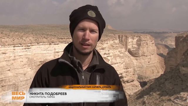 В ИЗРАИЛЕ СПАСАЮТ ГРИФОВ смотреть онлайн