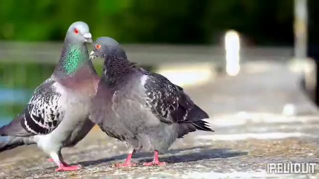 Голуби воркуют.