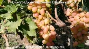 виноград Басанти