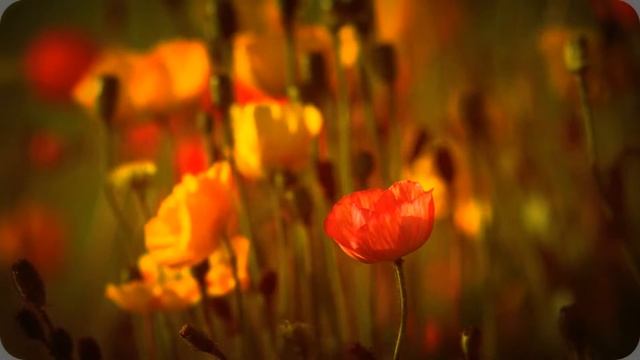 Копия видео "Вспомните природу ,не разрушайте её" смотреть онлайн