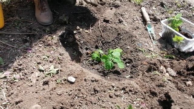 Сальвия. Посадка рассады сальвии в открытый грунт.