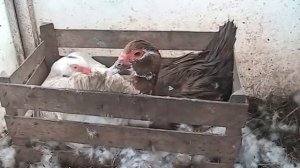 Мускусные утки (высиживание утят) 2-х уток в гнезде // Секреты хороших урожаев.