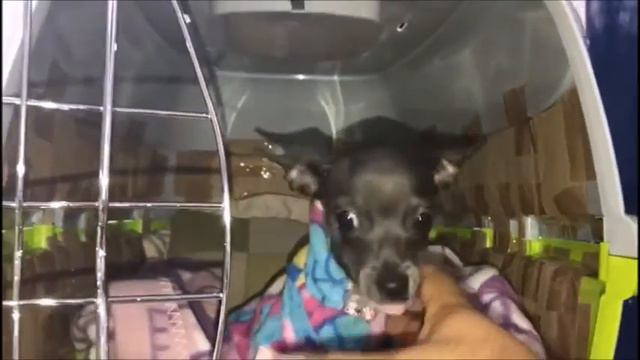 Envio de una Chihuahua de Bolsillo Azul a la CDMX via aerea - Entrega el mismo dia !! смотреть онлайн