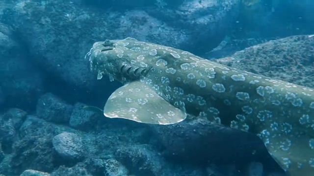 Wobbegong shark swimming смотреть онлайн