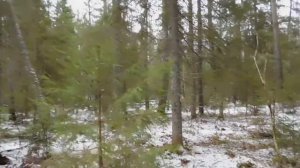 редкие кадры  крупная рысь на дереве .охота с лайкой на рысь