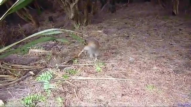 Веселые птички киви резвятся смотреть онлайн