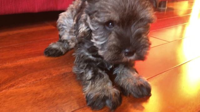 ? Meet Chanel and our Other 8 Week old Mini Schnauzer Puppies! смотреть онлайн
