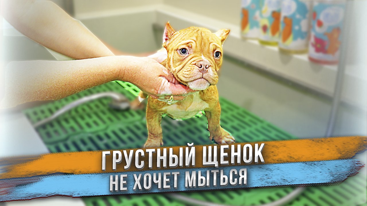 Грустный щенок уезжает от нас! смотреть онлайн