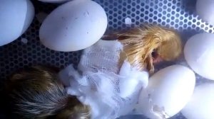 Инкубация гусиных яиц. Таблица. Вывод гусят в инкубаторе ОВО 78. Выращивание гусей