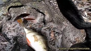 Боковой кивок на реке. Успенское. Рыбак Андрей Николаев. Ловим окуня осенью.