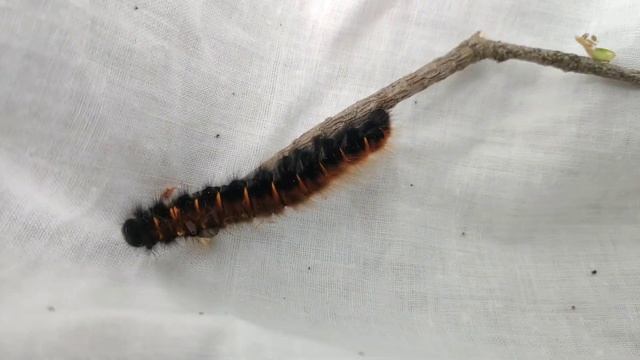 Опасно! Ядовитая гусеница / коконопряд малиновый / аллергия от гусеницы, все зудит смотреть онлайн