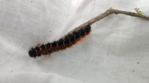 Опасно! Ядовитая гусеница / коконопряд малиновый / аллергия от гусеницы, все зудит