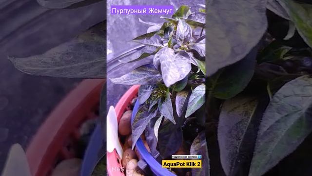 Перец Пурпурный Жемчуг острый на гидропонной системе AquaPot Klik 2 смотреть онлайн