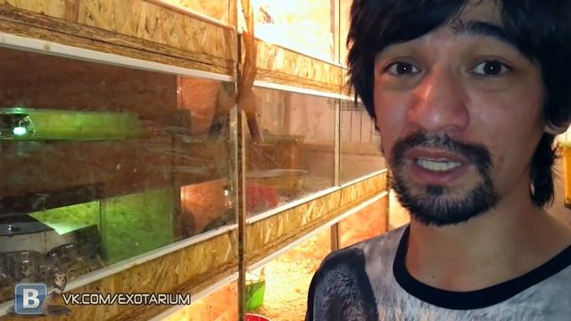 ЭКСТРЕМАЛЬНАЯ УБОРКА У ЧЁРНОЙ МАМБЫ. Вскроем яйцо тайпана смотреть онлайн