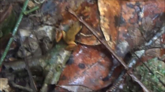 03/03/15 - Finding Yellow Mantella (Mantella crocea) смотреть онлайн