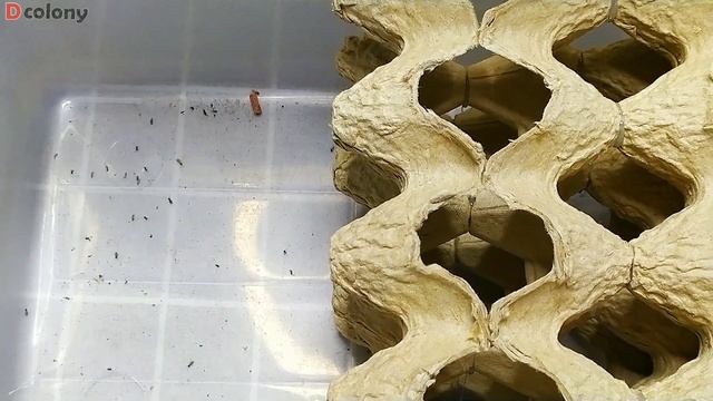 HOW TO START A FEEDERS COLONY FROM WILD CAUGHT CRICKETS | D colony смотреть онлайн