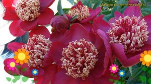 Пион молочноцветковый Ниппон Бьюти. Краткий обзор, описание paeonia lactiflora Nippon Beauty