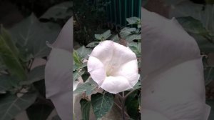 МАНКУРТ😵🤯😰 Как человека превращали в МАНКУРТА😱🤯😵