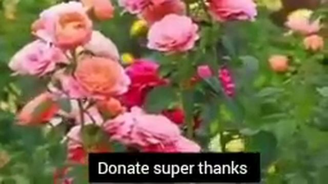 Ayatul Kursi 4 Qul Surah Fatiha (Episode 537) 7 Taims Repeat With Arabic Text Beautiful (Arsh)#ayat