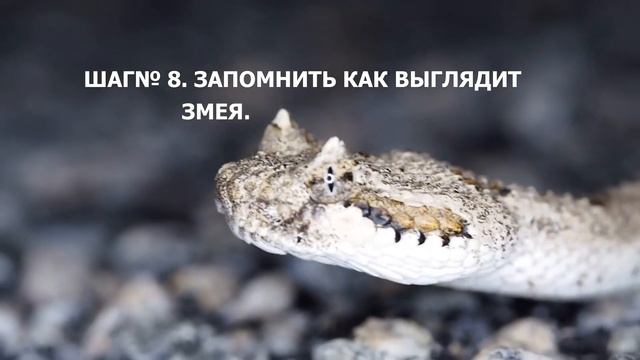 ЧТО ДЕЛАТЬ ЕСЛИ УКУСИЛА ЗМЕЯ В ДАЛИ ОТ ДОМА. смотреть онлайн