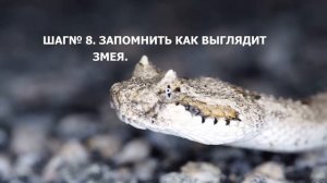 ЧТО ДЕЛАТЬ ЕСЛИ УКУСИЛА ЗМЕЯ В ДАЛИ ОТ ДОМА.