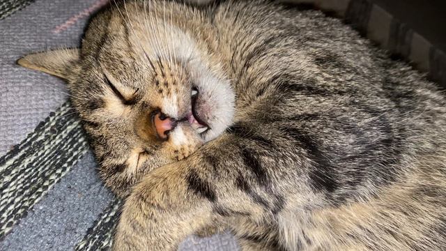 КОТ НА ТРЕНИРОВКЕ/THE CAT IS IN TRAINING /КАК СПИТ НАШ КОТ#кот #котики #кошки #животные #keto смотреть онлайн