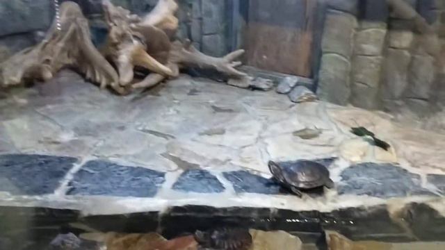 экзотические животные в зоопарке смотреть онлайн