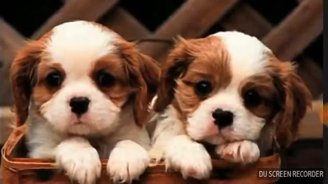 Мини слайд шоу 😘😘😘 смотреть онлайн