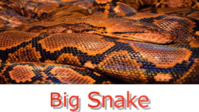 Big snake dream meaning | Dream Interpretation & Dream Meanings смотреть онлайн