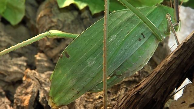 Giant Katydid - Cincinnati Zoo смотреть онлайн
