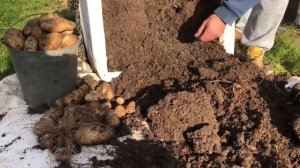 РЕКОРДНЫЙ урожай картошки 13 кг С КУСТА. Выращивание картофеля в ящике.