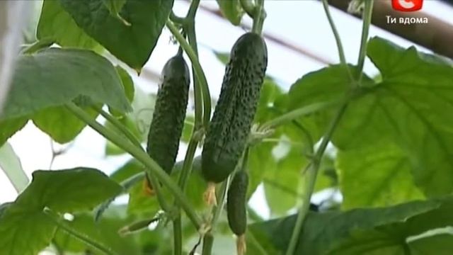 Х-фактор 2 / Неизвестная версия / Харьков смотреть онлайн