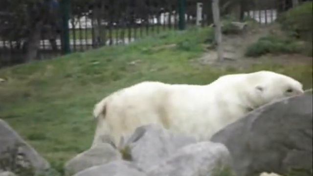 Ijsbeer met jeuk @ Dierenrijk Nuenen смотреть онлайн