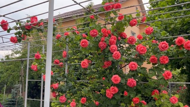 Роза плетистая Ди Ди Бриджуотер (Dee Dee Bridgeweter) Meilland 2003. смотреть онлайн