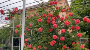 Роза плетистая Ди Ди Бриджуотер (Dee Dee Bridgeweter) Meilland 2003.