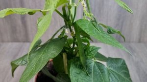 Спаржевая фасоль в горшке. Мой эксперимент.